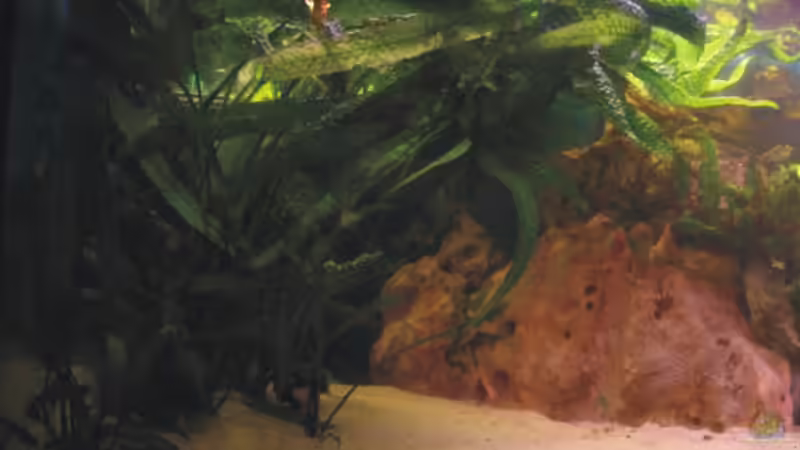 Cryptocoryne von Timo Köhler (5)