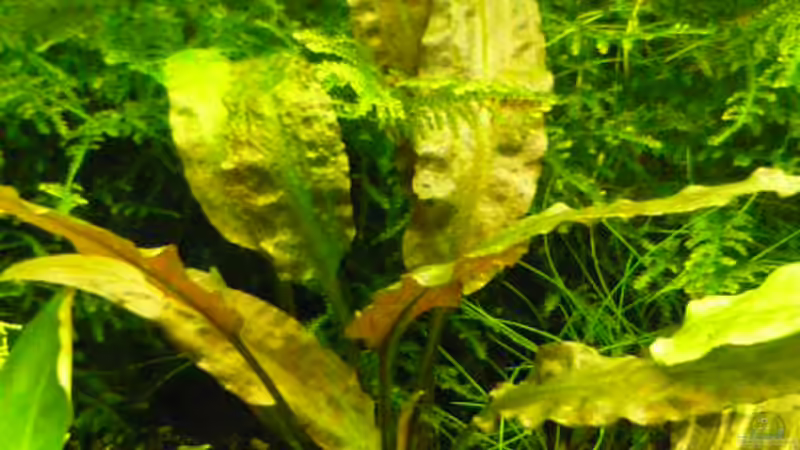 Cryptocoryne von Wels (10)