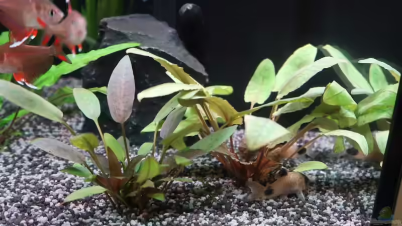 Cryptocoryne walkeri, ehem. Lutea von ernst11 (14)