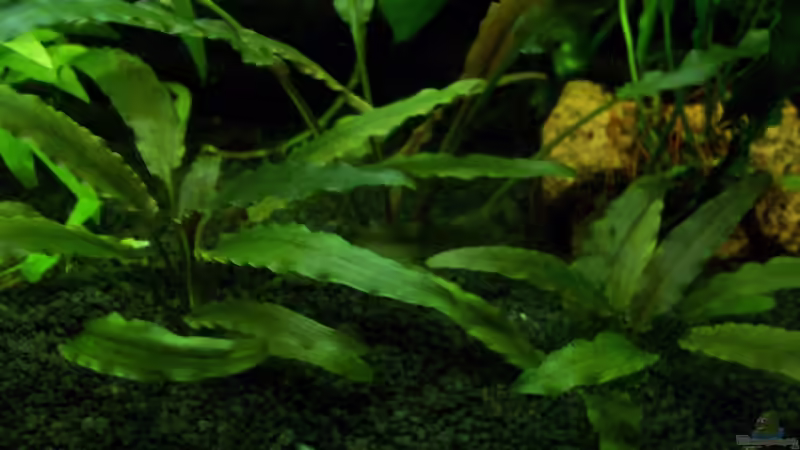 Dunkelgrüner Wasserkelch im Aquarium pflegen (Einrichtungsbeispiele für Cryptocoryne lutea)