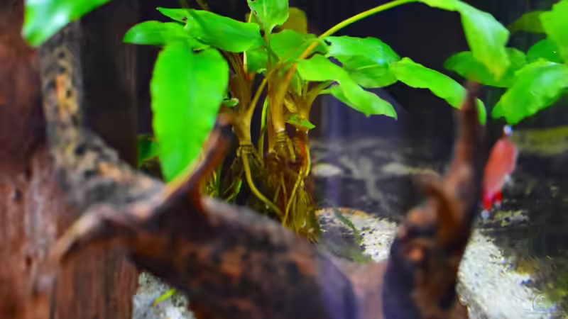 Dunkelgrüner Wasserkelch im Aquarium pflegen (Einrichtungsbeispiele für Cryptocoryne lutea)