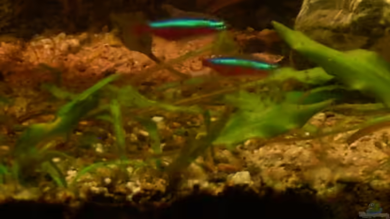 Walkers Wasserkelch im Aquarium pflegen (Einrichtungsbeispiele für Cryptocoryne walkeri)