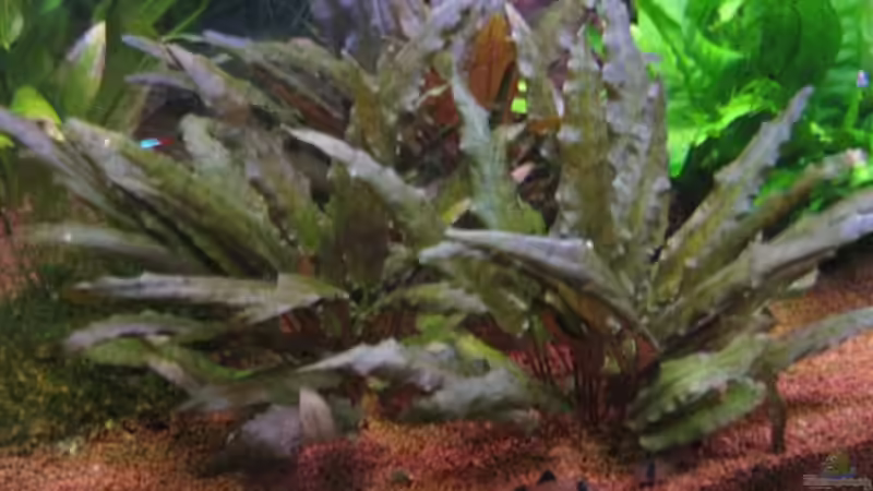 Cryptocoryne walkerii von Jogi (12)