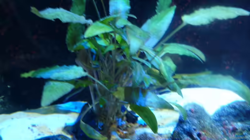 Cryptocoryne wendti   von Couro (17)