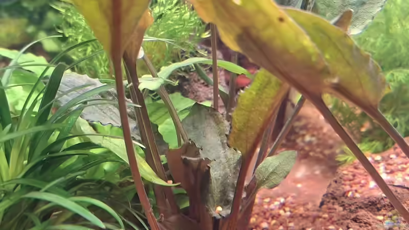 Cryptocoryne wendti braun von ernst11 (8)