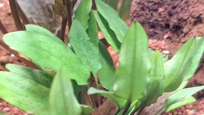 Cryptocoryne wendti grün von ernst11 (7)