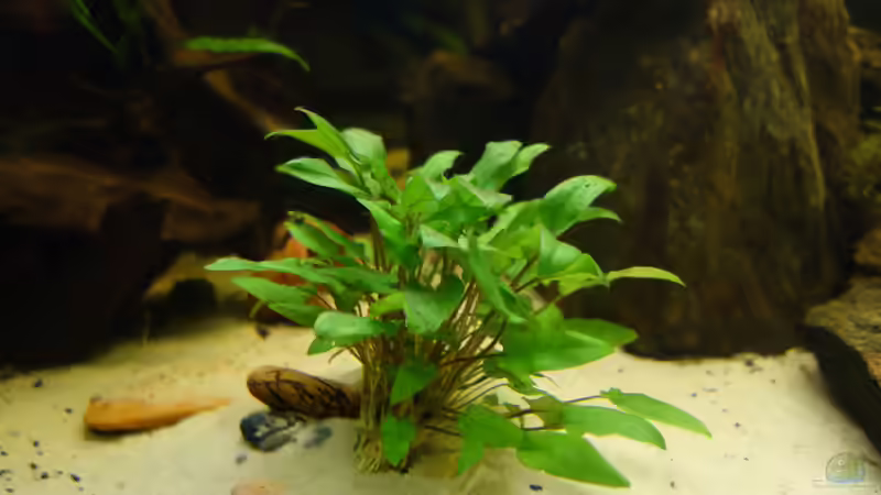 Cryptocoryne wendtii. Meine einzige Pflanze im Boden. von Ba Bu (5)