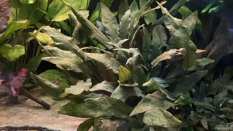 Cryptocoryne wendtii  von Franne (14)