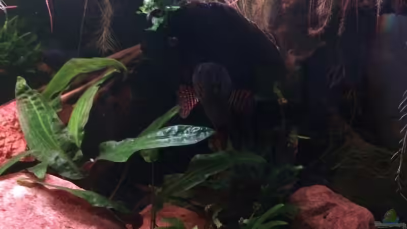 Cryptocoryne wendtii  von Harald Kästner (10)