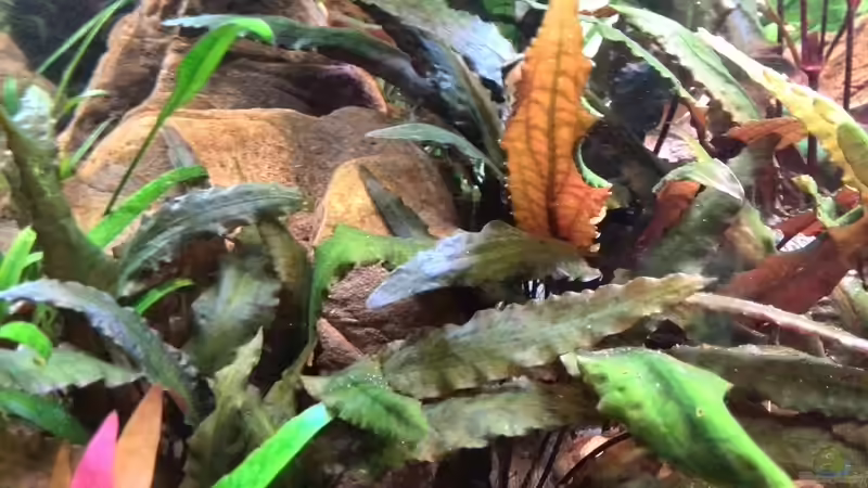 Cryptocoryne wendtii braun (Brauner Wasserkelch) von Vancouver2010 (22)