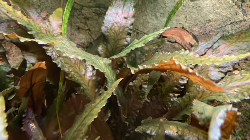 Cryptocoryne wendtii braun von bluezone (8)