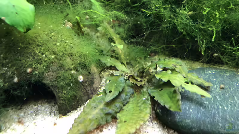 Cryptocoryne wendtii ´braun´ von Kamelot (6)