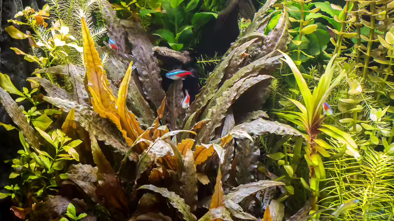 Cryptocoryne wendtii braun von rasrol (16)