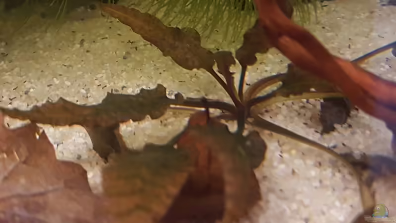 Cryptocoryne wendtii ´braun´ von YoshiMaus (10)