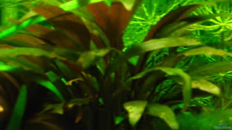 Cryptocoryne wendtii braun (Wendts Wasserkelch Klein) von Niko Toumanidis (10)