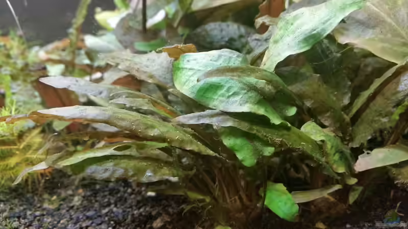 Cryptocoryne wendtii braun&grün von Ichigo (33)