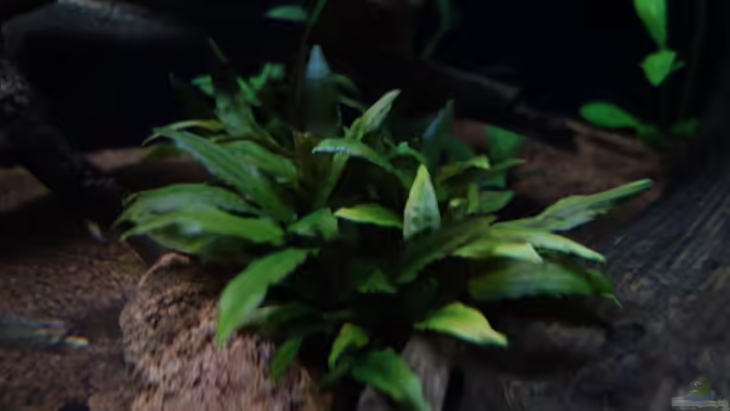 Cryptocoryne wendtii brown, brauner Wasserkelch von Atacama (21)