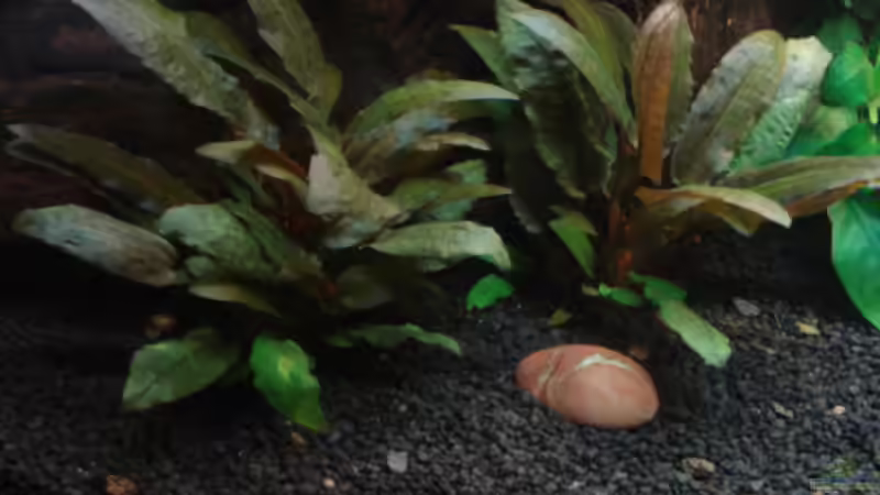 Cryptocoryne wendtii brown  von matze70 (21)