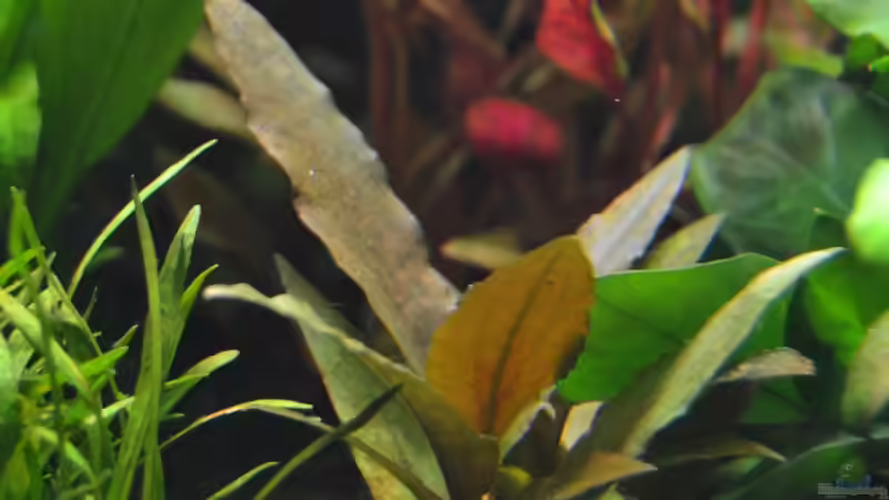 Cryptocoryne wendtii brown von DonTango (10)