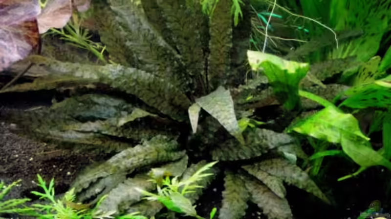 Cryptocoryne wendtii brown von Dori (10)