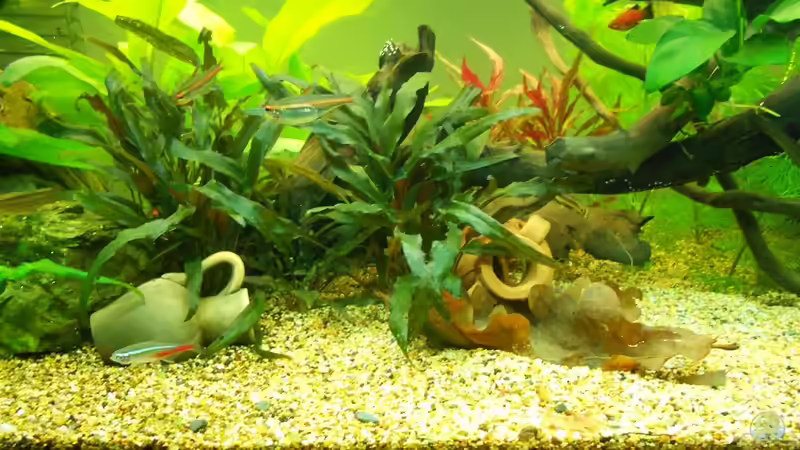 Cryptocoryne wendtii `brown von FIsch89 (13)