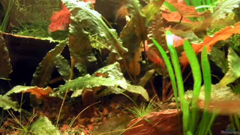 Cryptocoryne Wendtii ´brown´ von Oliver Altorfer (5)
