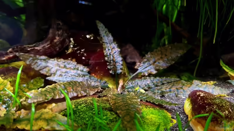 Cryptocoryne wendtii ´brown´ von YoshiMaus (7)