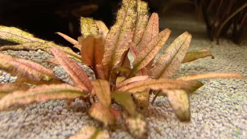 Cryptocoryne wendtii ???Flamingo??? von bluezone (11)
