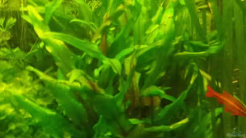 Cryptocoryne wendtii ´grÃ¼n´ -GrÃ¼ner Wendtscher Wasserkelch von sonic85 (9)