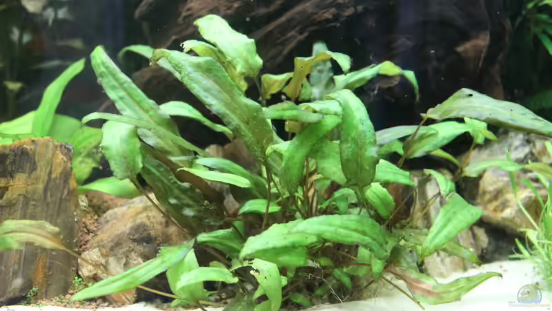 Cryptocoryne wendtii green (grüner Wendtscher Wasserkelch) von Jumata (15)