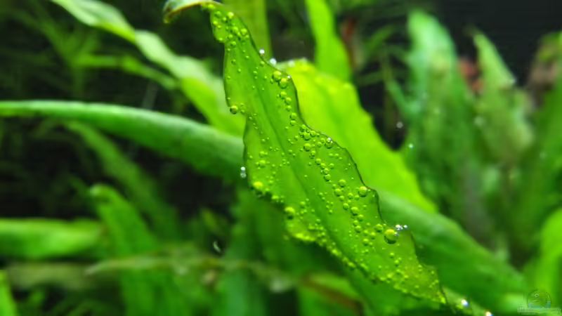 Cryptocoryne wendtii green von axolotl (20)