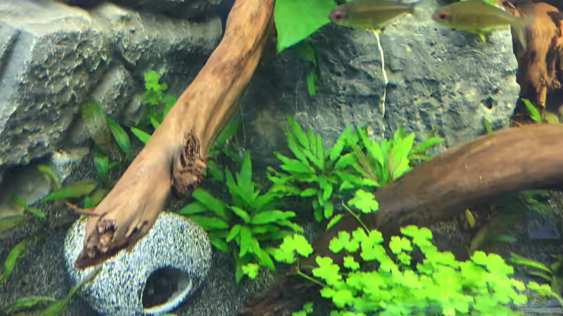 Cryptocoryne wendtii ???Green??? von Danny (22)