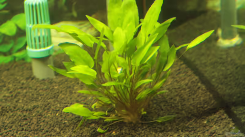 Cryptocoryne Wendtii ´Green´ von Didi Don (5)