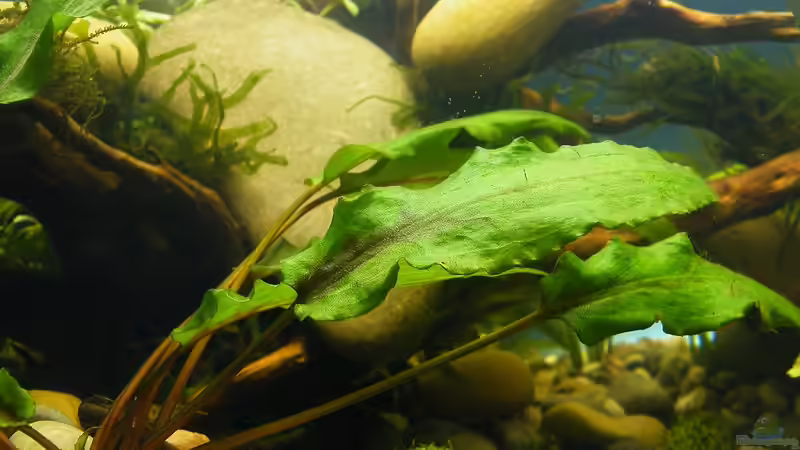 Cryptocoryne Wendtii Grün - 02.07.2011 von bergfrau (22)