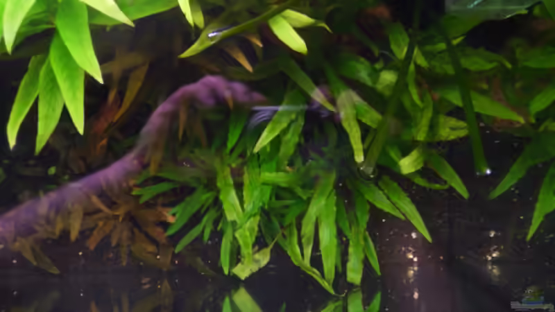 Cryptocoryne wendtii ´grün´ (Aufnahme von oben) 06.04.2011 von Ray1975 (15)