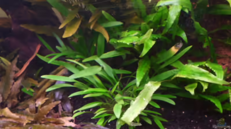 Cryptocoryne wendtii ´grün´ und Cryptocoryne nevillii von Ray1975 (13)