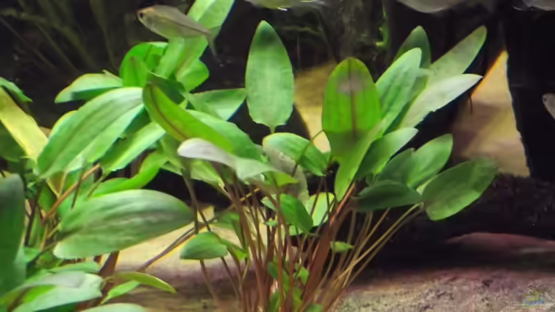 Cryptocoryne wendtii ´grün´ von Dr. Manhattan (17)