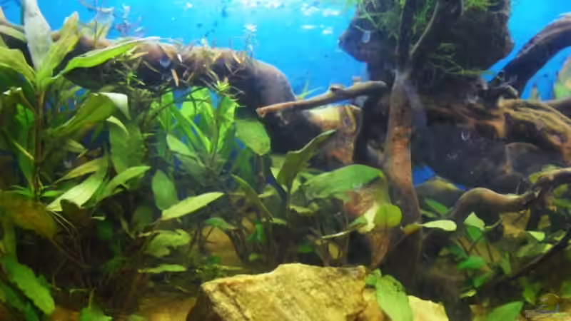 Cryptocoryne wendtii grün von MiCa (13)