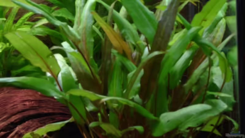 Cryptocoryne wendtii grün von Michael Z. (13)
