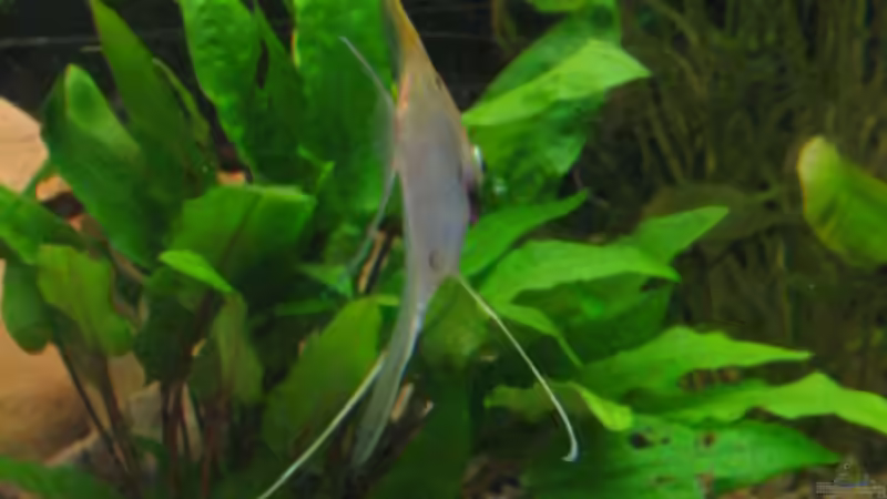 Cryptocoryne wendtii grün von Mike Nebenführ (6)