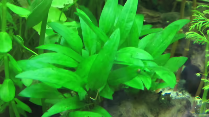 Cryptocoryne wendtii ´Grün´ von Tigerlotus (44)