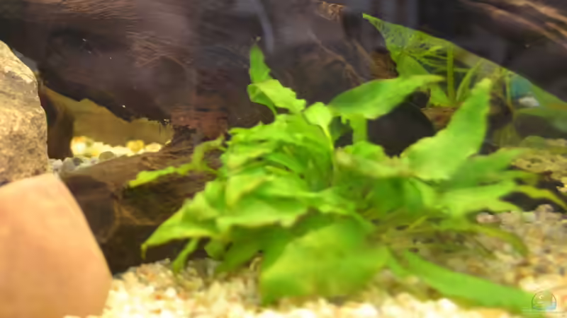 Cryptocoryne wendtii (grüner Wendtscher Wasserkelch) von Lilobär (8)