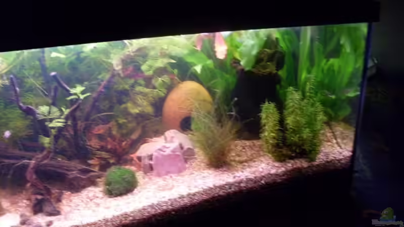 Cryptocoryne wendtii in der Mitte von lichterschein (7)