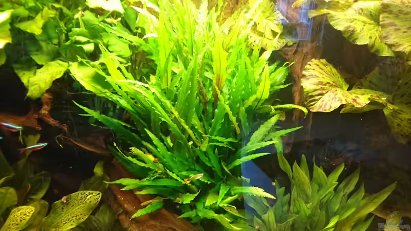 Cryptocoryne wendtii (Januar 2016) von Wolly (24)