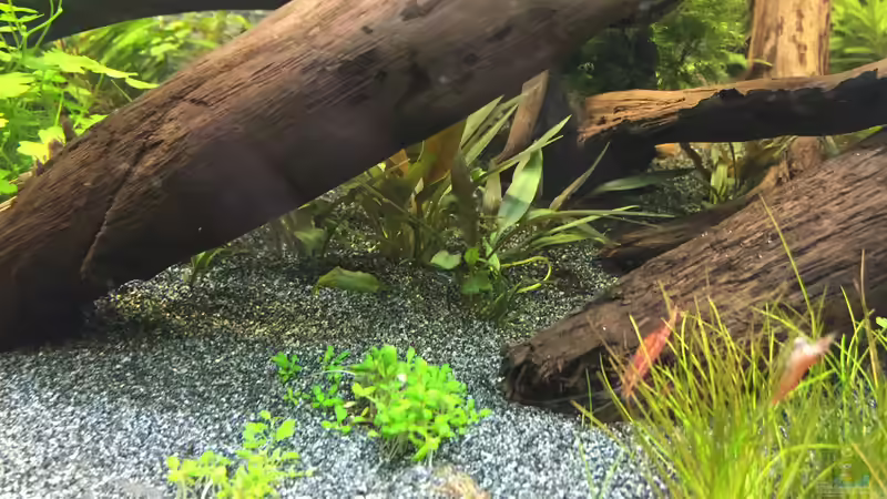 Cryptocoryne wendtii ???Kompakt??? von Danny (29)