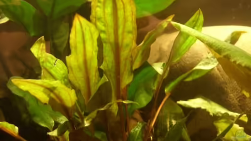 Cryptocoryne wendtii ´Mi Oya´ von Miguel (16)