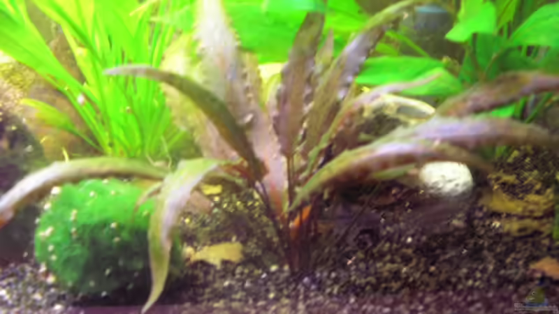 Cryptocoryne wendtii Mi Oya (Wendts Wasserkelch (rote Zuchtform)) von Südamerikafreak BK (5)