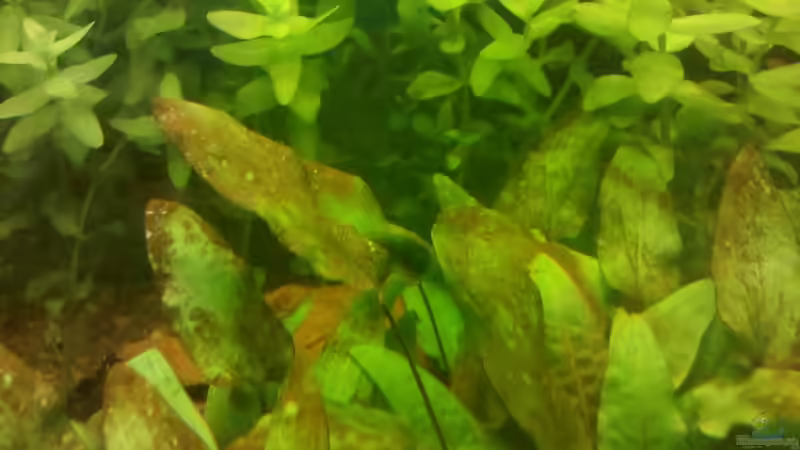 Cryptocoryne wendtii nach ca. 1 Monat von De Millo (13)