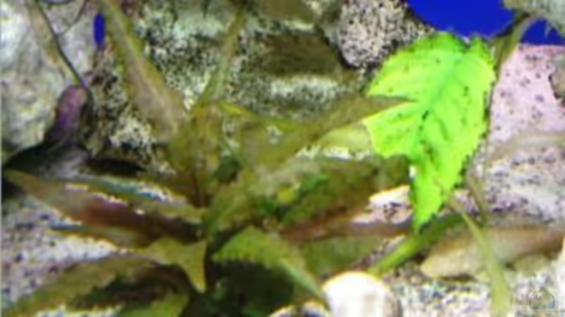 Cryptocoryne wendtii rot von chrismalawifan (12)