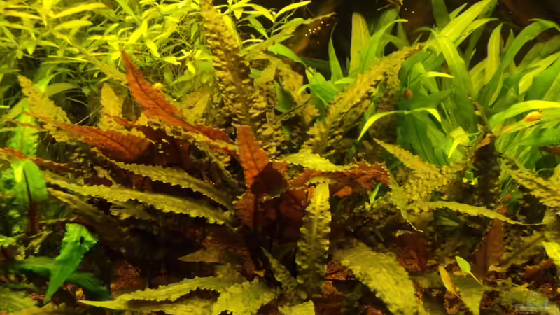 Cryptocoryne wendtii ´rot´ von FrankenTho (6)